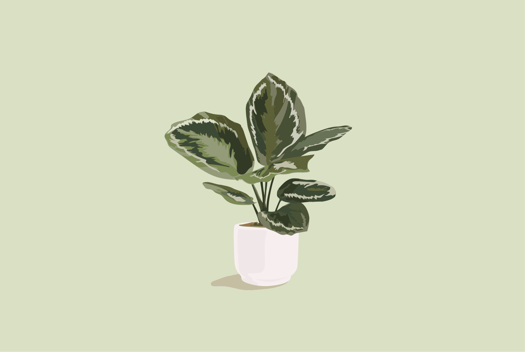 몬스테라 잎이 노랗게 변하는 이유와 해결 방법