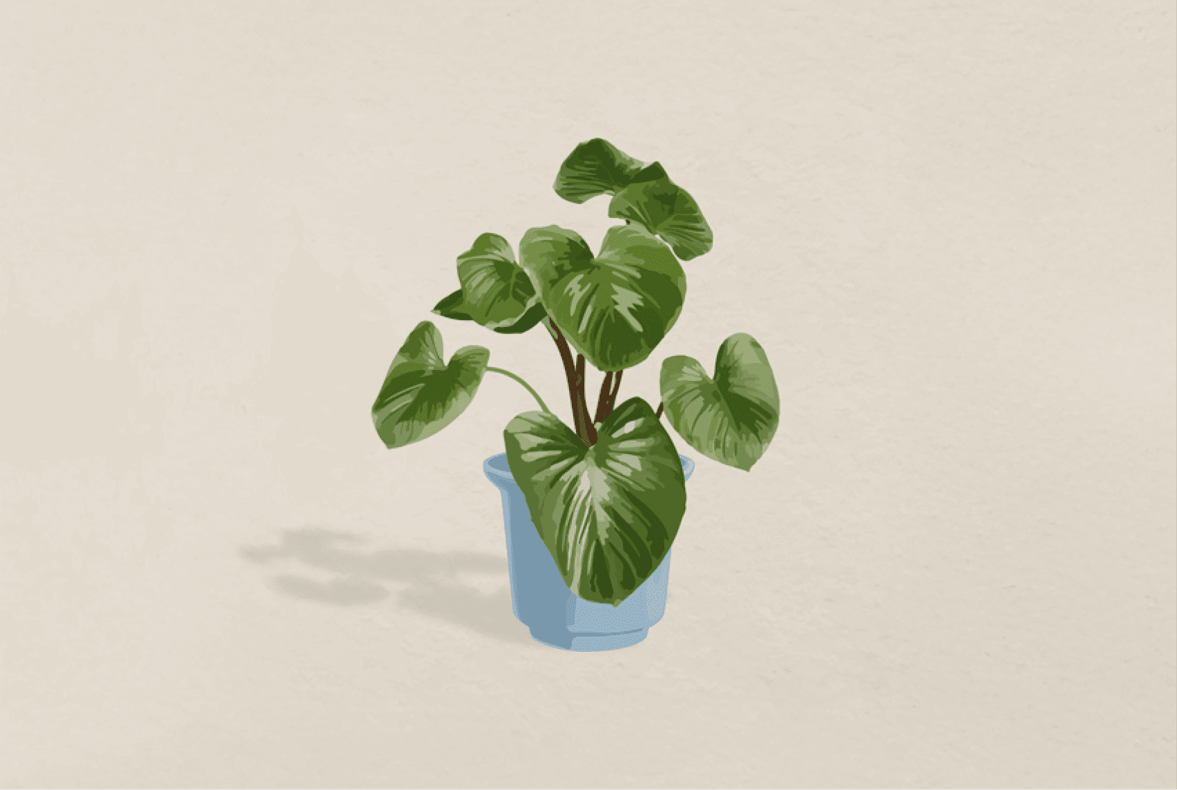 우리집 식물들 소개합니다 🌿